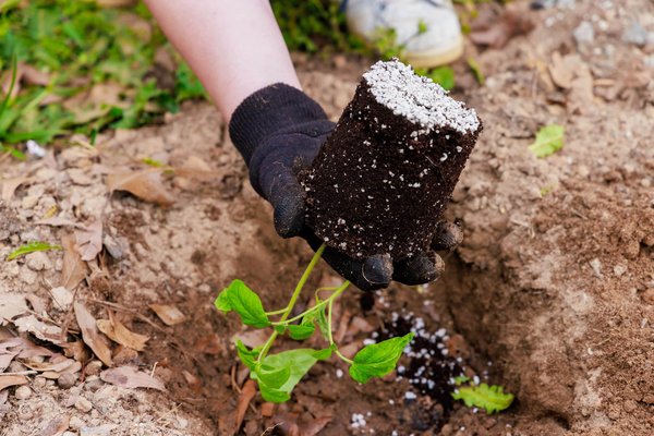 Comment utiliser des graines et des noix dans des plats principaux ?